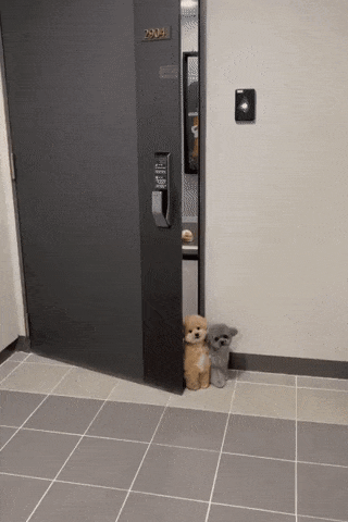 문 밖으로 주인 배웅하는 댕댕이들.gif | 인스티즈