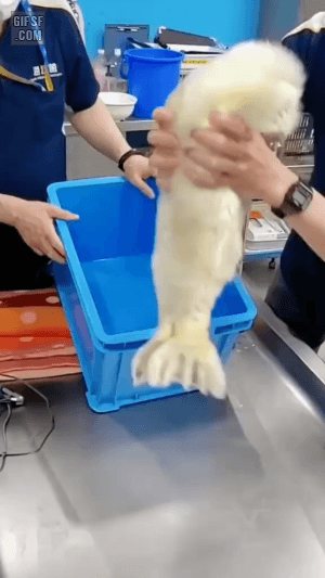 수영 연습하는 아기 물개 | 인스티즈