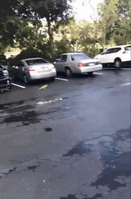 라쿤에게 잡아먹히는 이구아나 ㄷㄷ | 인스티즈