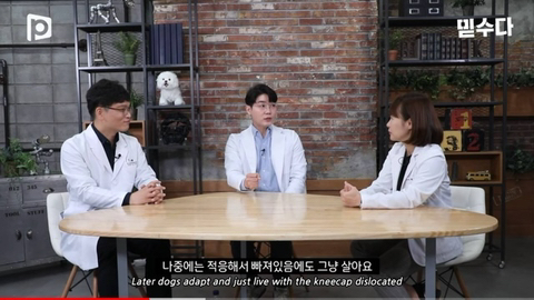 국내 소형견이 유독 슬개골 탈구가 많은 이유 | 인스티즈