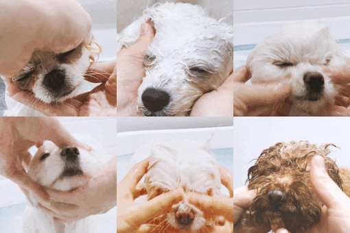 반려견 씻길때 사람들이 잘 안씻기는 부위.gif | 인스티즈
