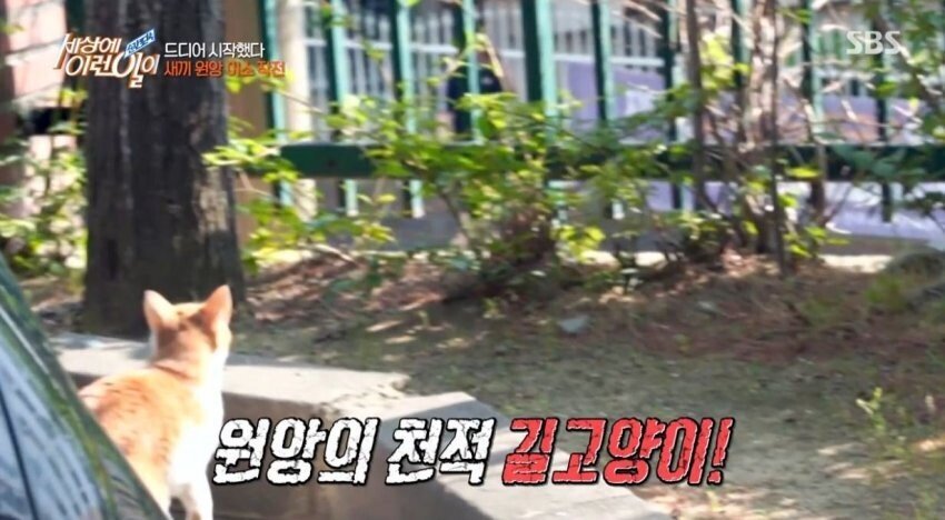 [세상에이런일이] 원앙 새끼 부화 시키기 레전드 ㄷㄷㄷ | 인스티즈