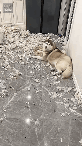 멍뭉이 산책 안시키면 생기는일 | 인스티즈