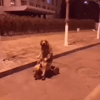 사람같은 댕댕이.gif | 인스티즈