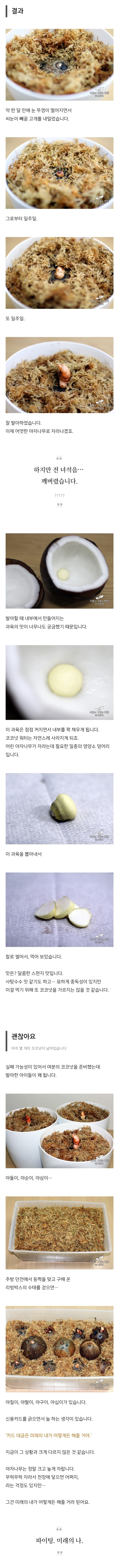 집에서 코코넛 키우기 | 인스티즈