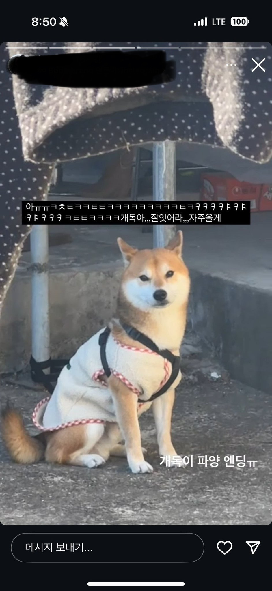 실시간랭킹)시바견 파양 sns 전시한 인플루언서 | 인스티즈