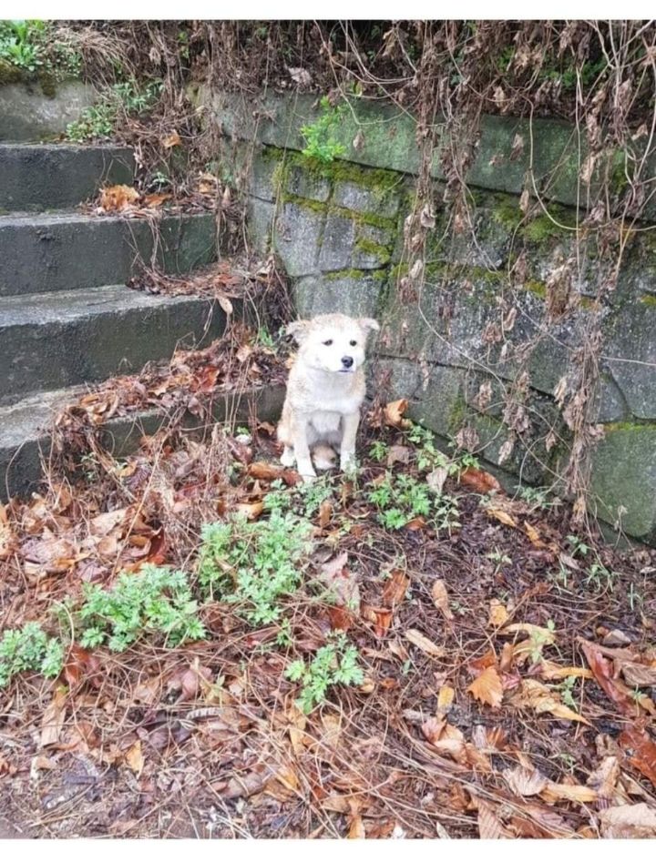 터널앞에 버려져서 비 쫄딱 맞던 댕댕이는 결국... | 인스티즈