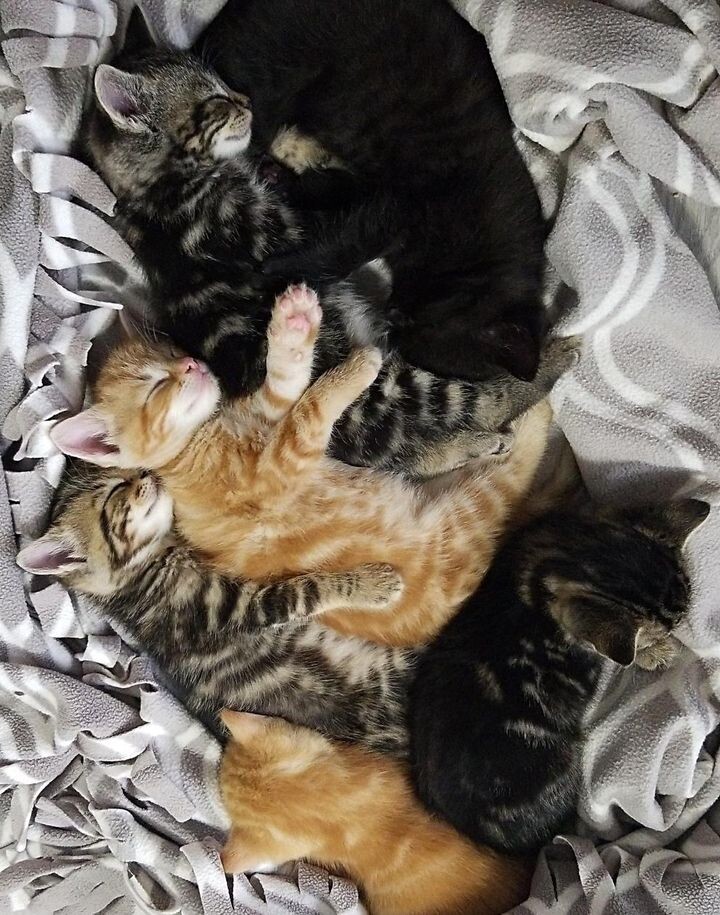 새끼 고양이 .jpg | 인스티즈