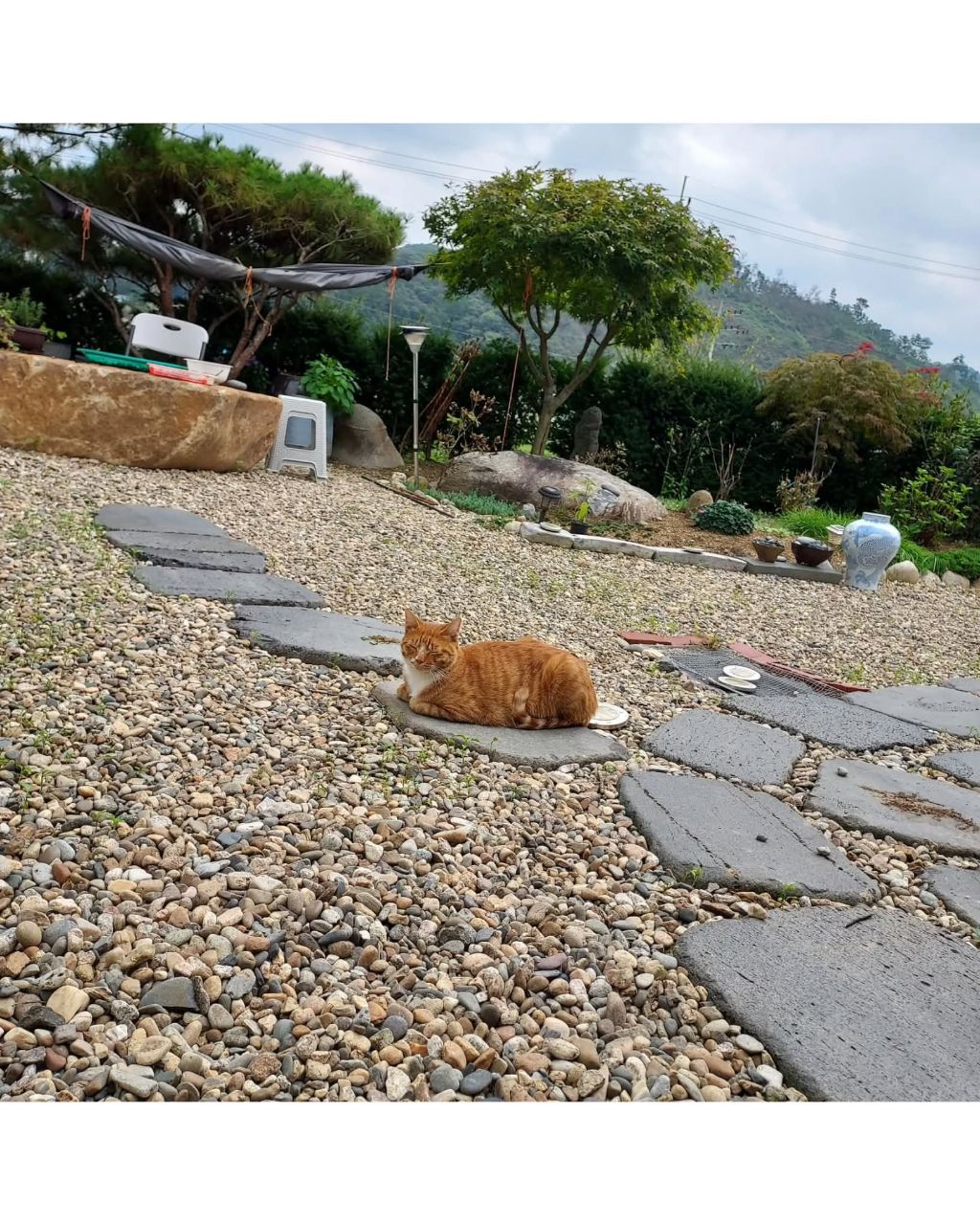좀비딸에 나오는 고양이 | 인스티즈