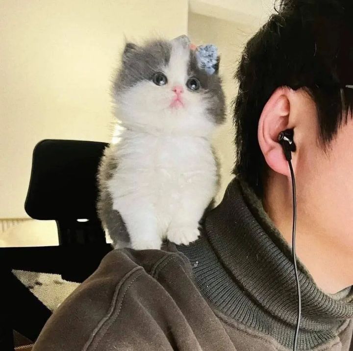 디코하면 도청하는 아깽이 | 인스티즈