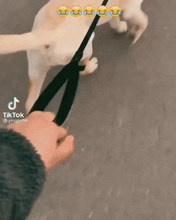 강아지의 목줄을 놓아 보았다.gif | 인스티즈