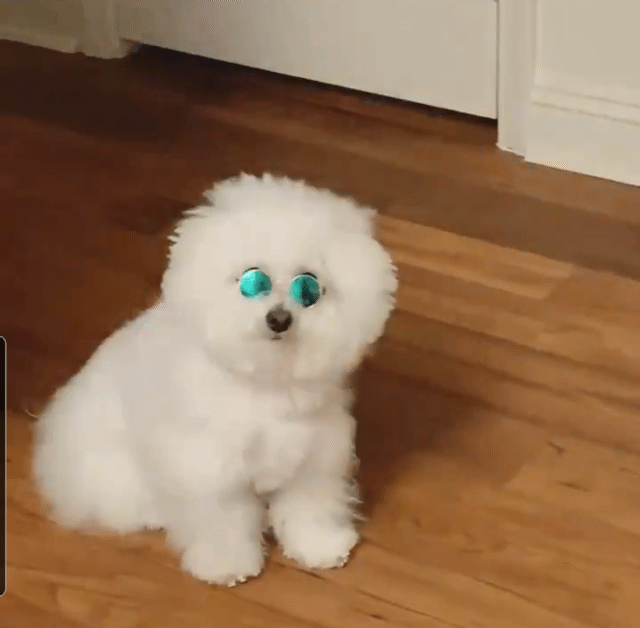 산책용 목걸이 착용한 비숑 | 인스티즈