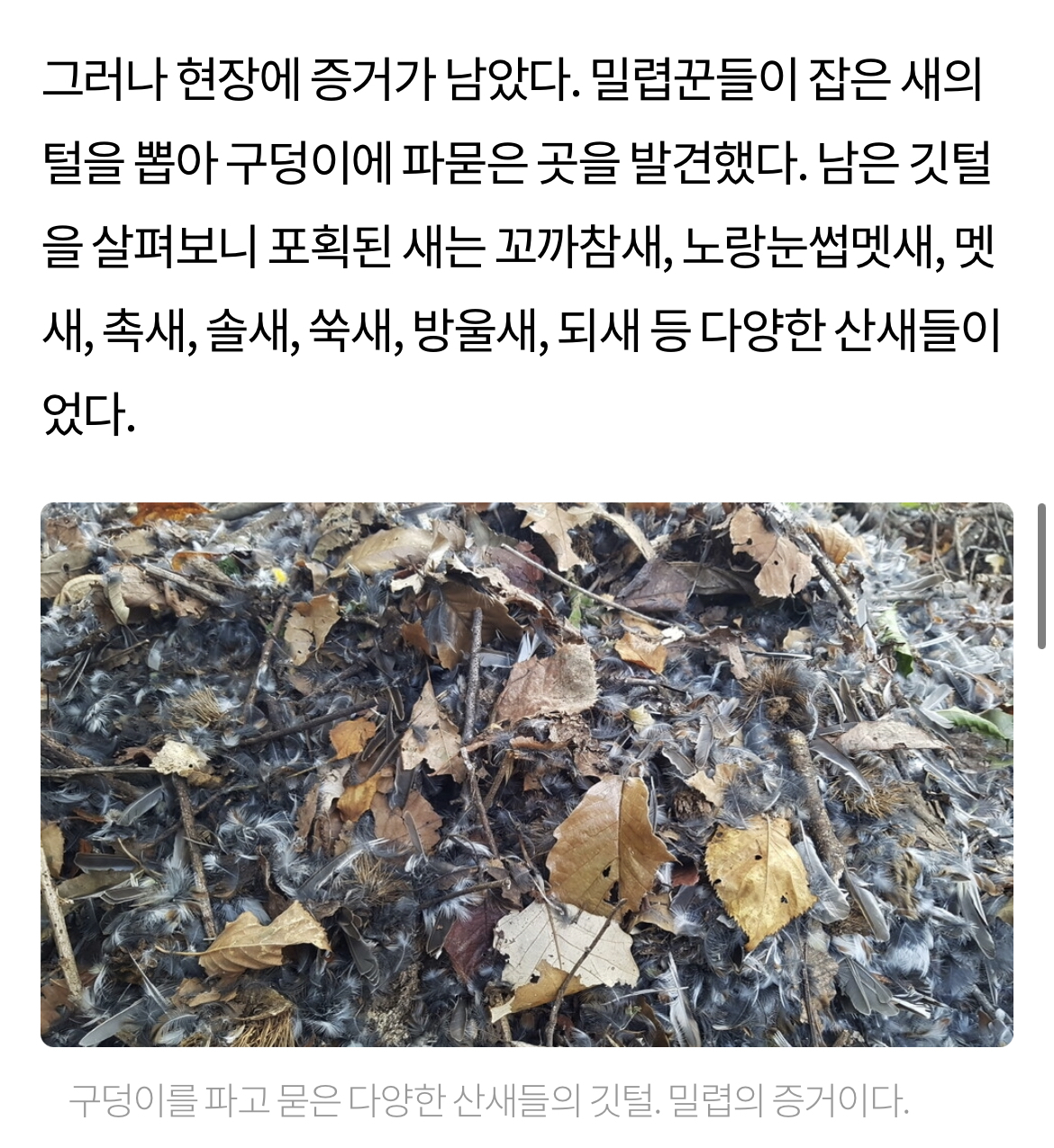 최근 남양주에서 참새고기로 1000여마리 산새들을 밀렵하는 현장 발견. 밀렵과 남획, 농약 살포, 서식지교란으로 산새들 점점 사라져 | 인스티즈