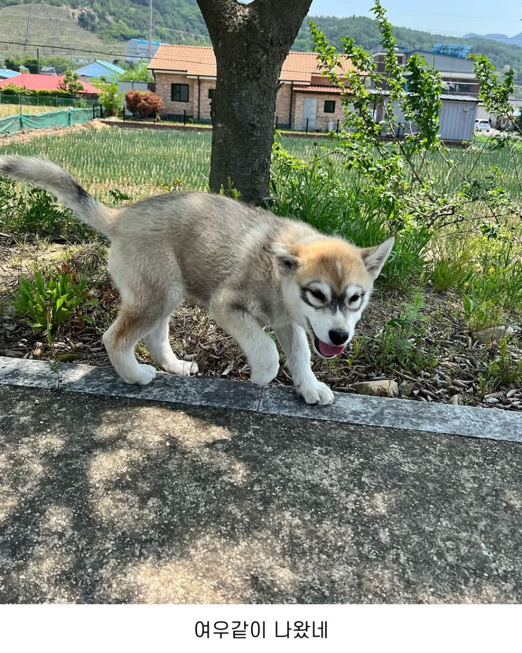 신기한 털무늬가 있는 댕댕이 | 인스티즈