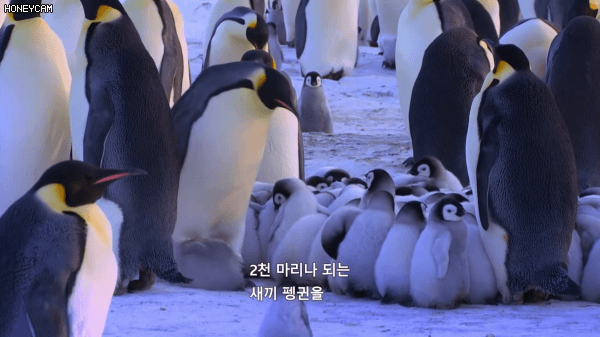 친자확인후 먹이주는 황제펭귄.gif | 인스티즈