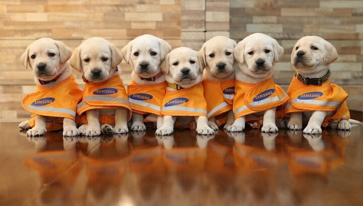 🐶 안내견 공부중입니다! | 인스티즈