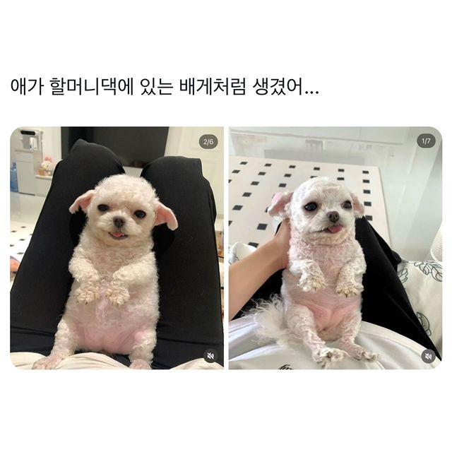 애가 이미지