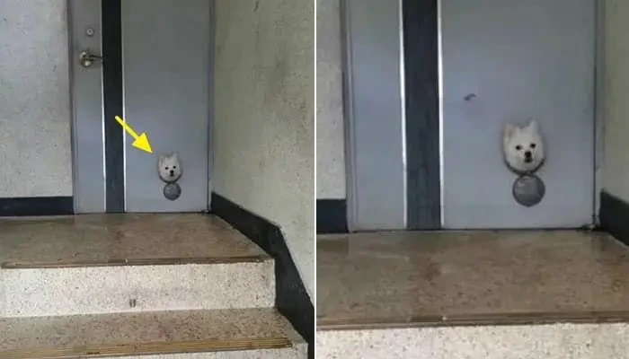 요즘 아이들이 잘 모르는 엿보기 구멍 | 인스티즈