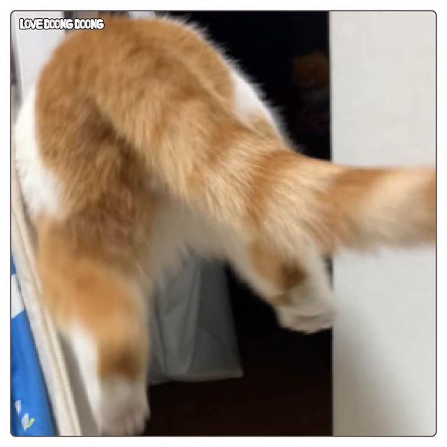 프라이탁 가방에 환장하는 냥이.gif | 인스티즈