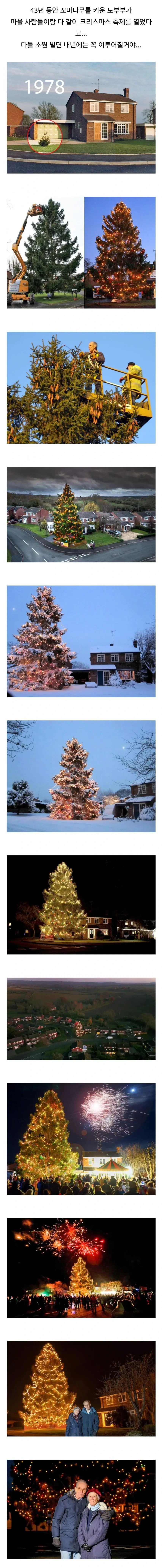 43년 동안 꼬마나무를 키운 부부 | 인스티즈