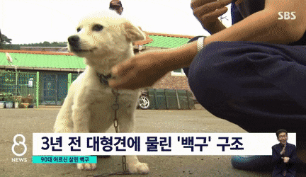 90대 할머니 살린 백구.jpg.gif | 인스티즈