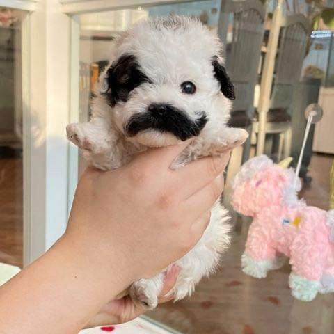 프링글스 댕댕 | 인스티즈