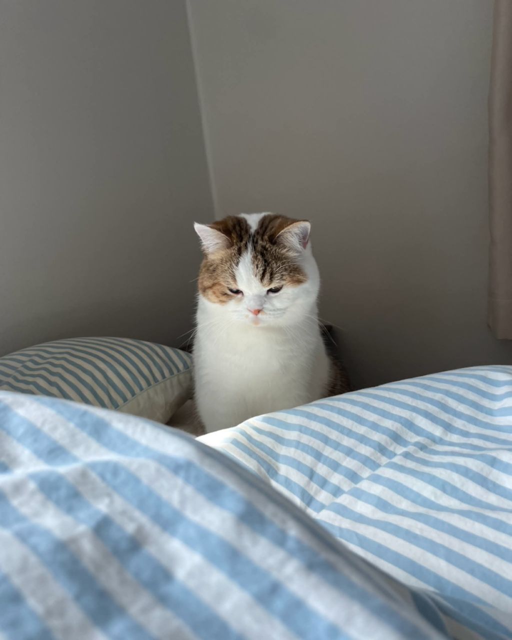 보호소냥이가 집냥이가 된 과정 | 인스티즈