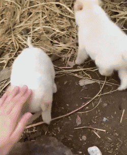 사람 손길이 무섭지만 계속 만져 달라는 시고르자브종 댕댕이.gif | 인스티즈