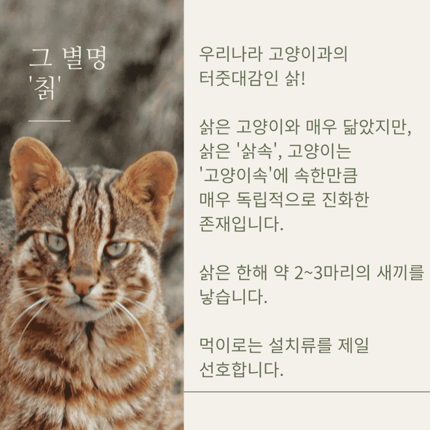캣맘들 땜에 고통 받는 삵 근황 | 인스티즈