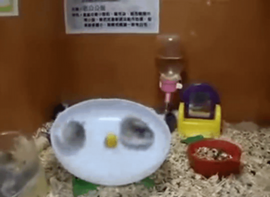 싱글벙글 햄스터 고전 명작...gif | 인스티즈