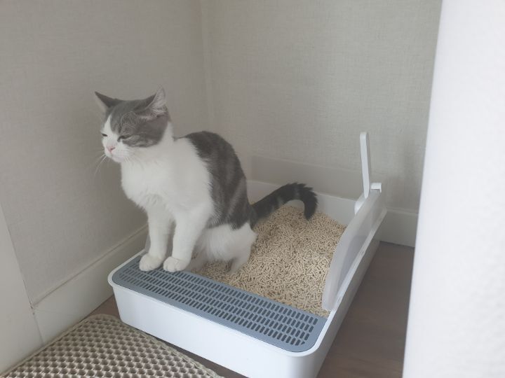 사람만큼 다양한 표정을 짓는 고양이 | 인스티즈
