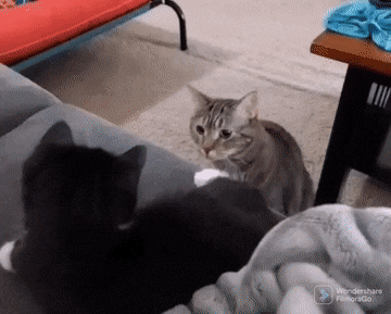 고양이가 못참는 냄새.gif | 인스티즈