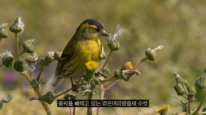 [사진100장스압] 고양이가 자연생태계에 끼치는 심각한 영향 | 인스티즈