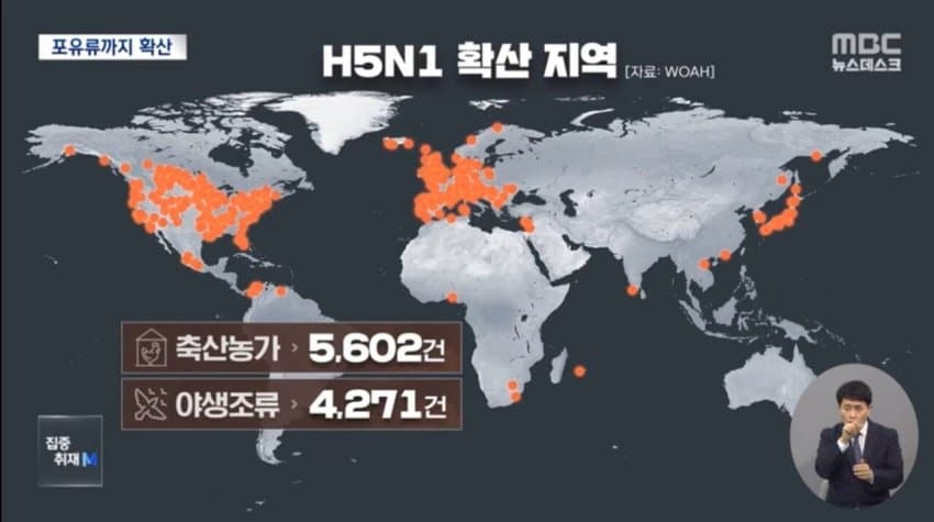 현재 전 세계로 퍼지고 있는 조류 독감.jpg | 인스티즈