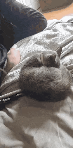 잠자는 고양이 뒤집기 | 인스티즈