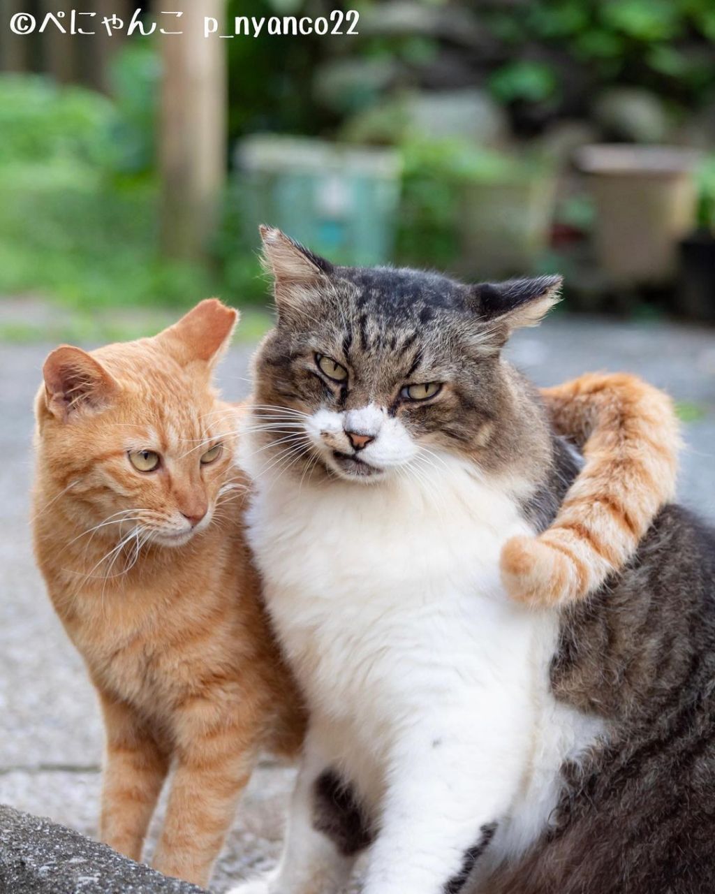 짝지어다니는 섬고양이들 | 인스티즈