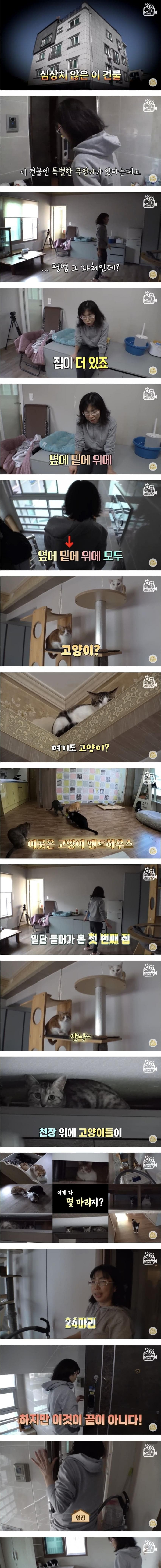 건물 전체가 고양이로 가득 찬 건물주의 삶 | 인스티즈