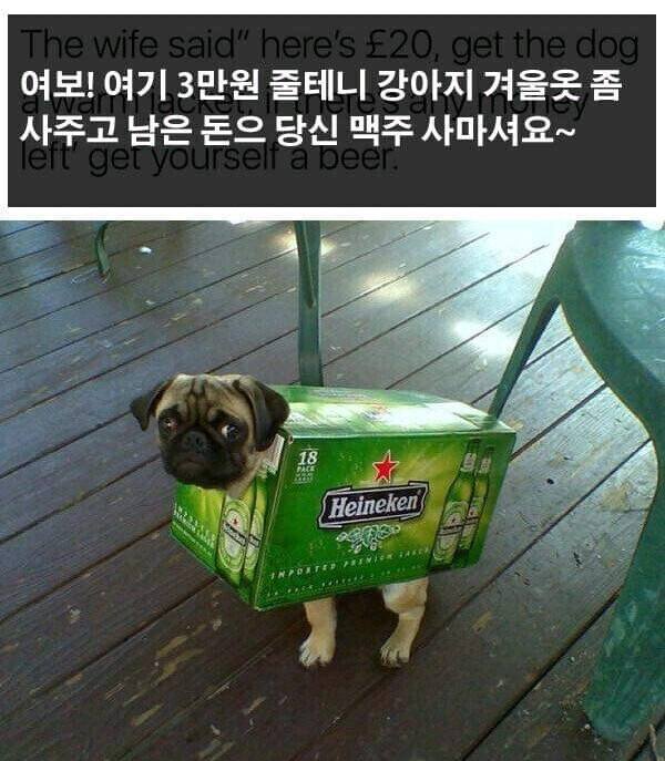 여보 3만원 줄테니 강아지 옷 사고 남는 돈으로 맥주 사요 | 인스티즈