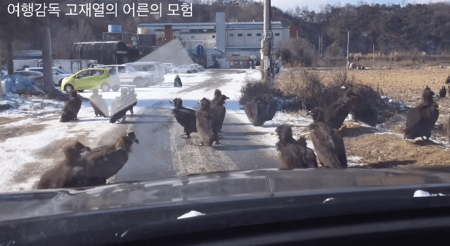 의외로 철원에서 흔한 장면.gif | 인스티즈