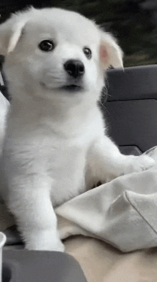 드라이브 하는 시고르자브종 댕댕이.gif | 인스티즈