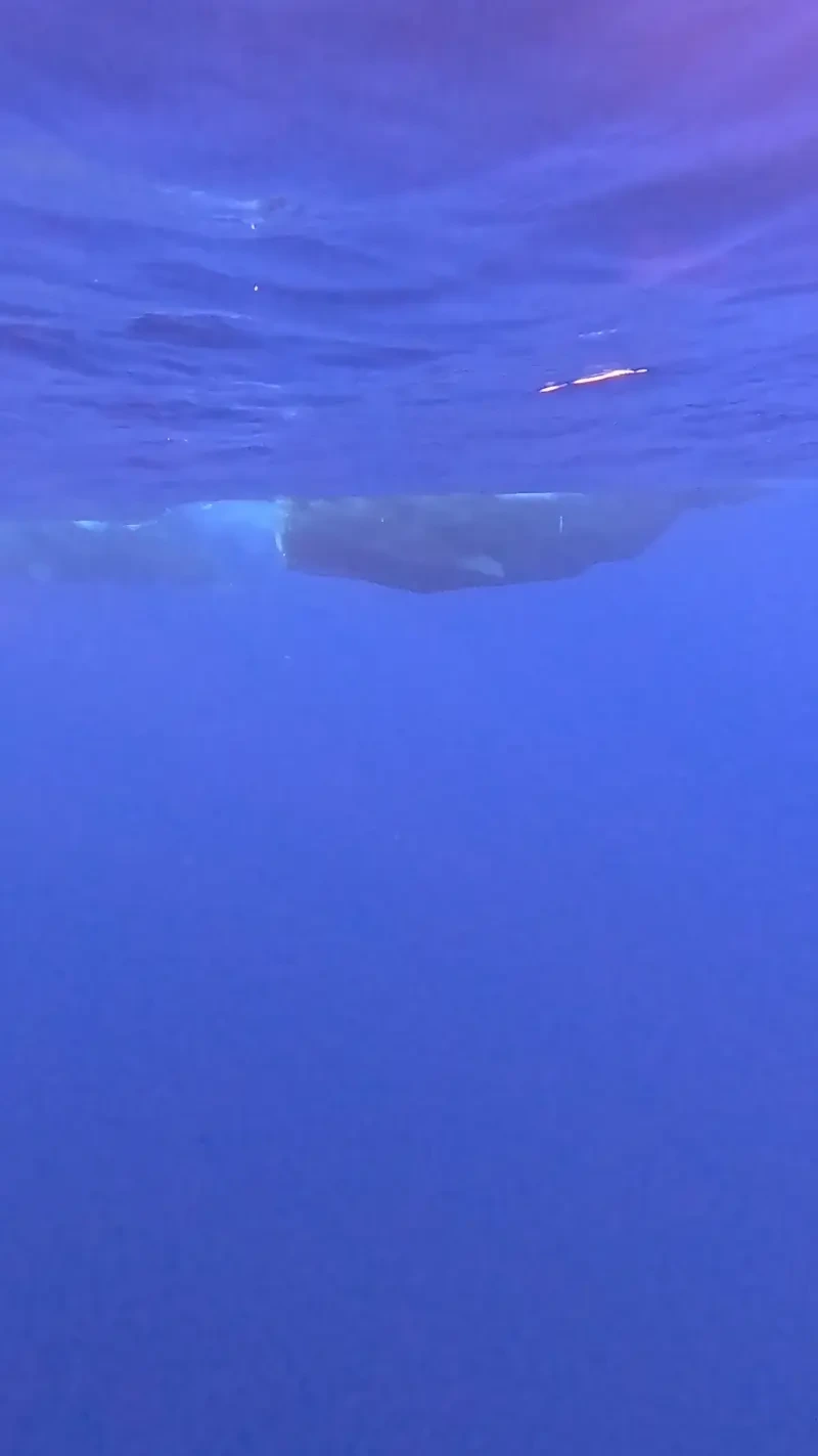 고래 똥 싸는 짤 | 인스티즈