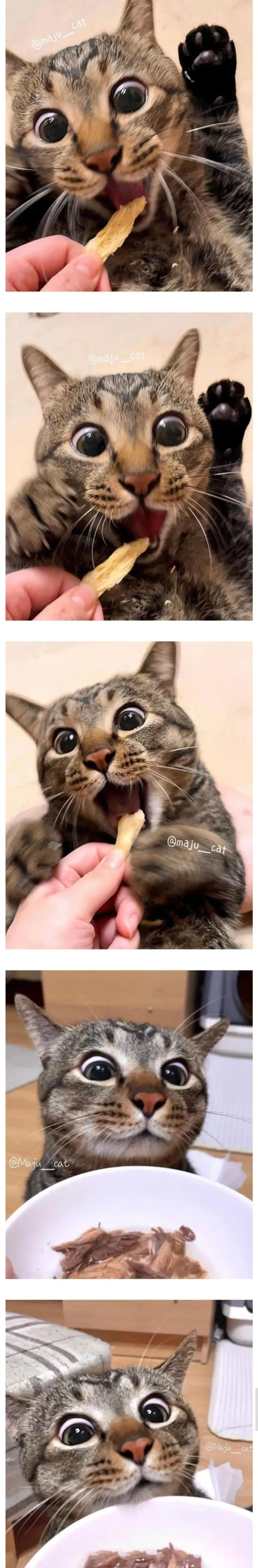 간식 줄 맛 나는 고양이 | 인스티즈