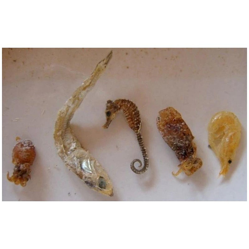 멸치박스 사면 나오는 것들 | 인스티즈