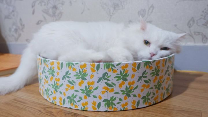 고양이에게서 지독한 냄새가 난 이유 | 인스티즈