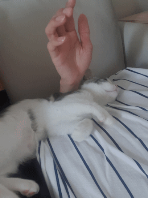 사람만큼 다양한 표정을 짓는 고양이 | 인스티즈