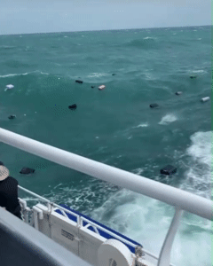 태국에서 페리선 수화물 유출로 캐리어 유실 사건 터짐 | 인스티즈