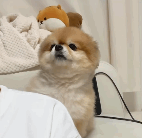 주인이 안 쳐다보니까 어깨에 기대는 댕댕이 | 인스티즈