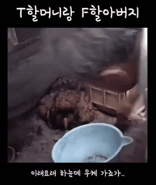 T 할머니와 F 할아버지 | 인스티즈