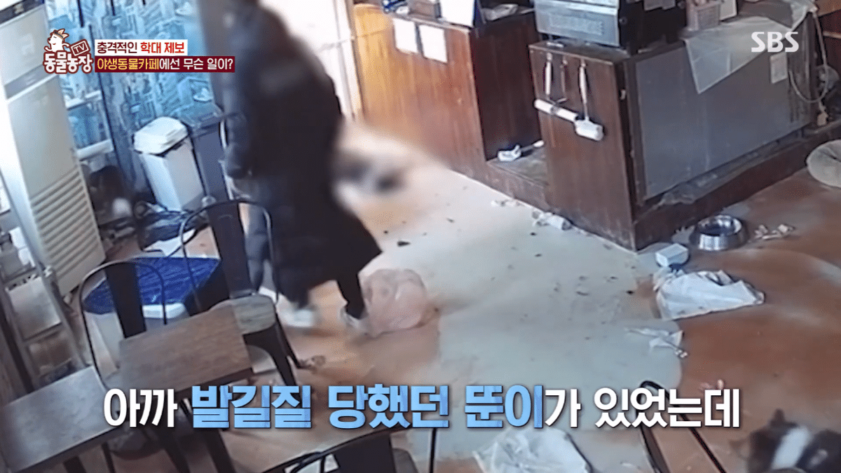 현재 난리난 동물농장에 나온 동물카페 사장.jpg | 인스티즈