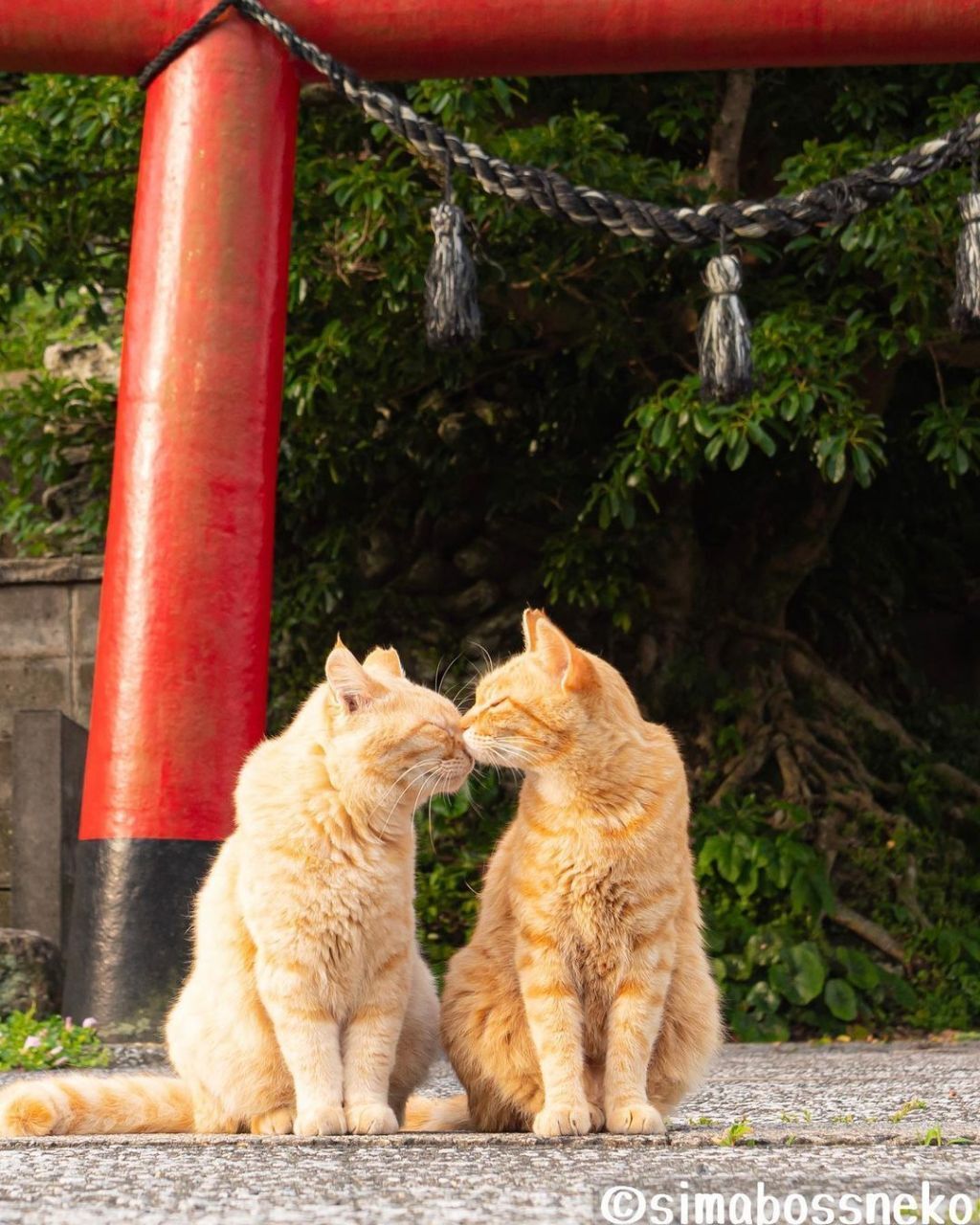 짝지어다니는 섬고양이들 | 인스티즈